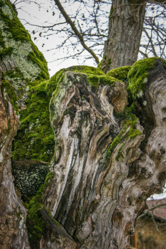 tree trunk ancient Château de Bagnols
