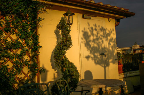 tree on Albergo del Senato terrace