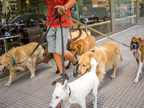 Dogwalkers Buenos Aires