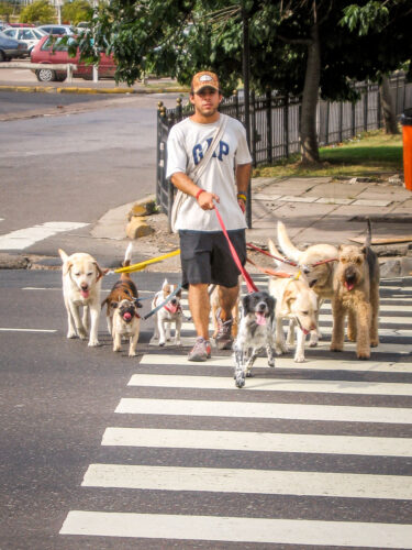 Dogwalkers Buenos Aires