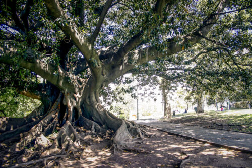 Recoleta banyan tree