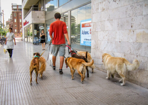 Dogwalkers Buenos Aires