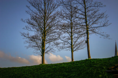 The Citadel Copenhagen trees