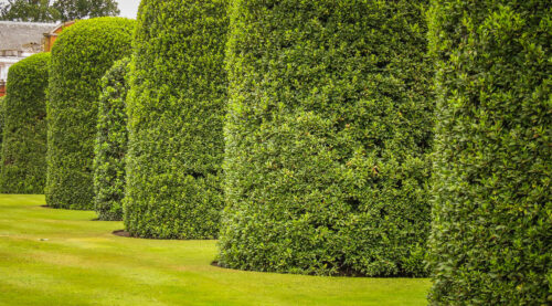 Kensington Gardens trimmed trees