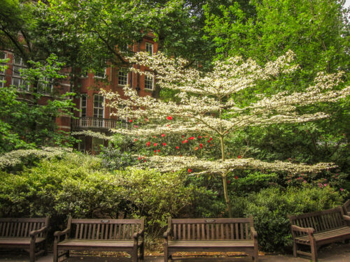 Mount Street Gardens, Mayfair tree