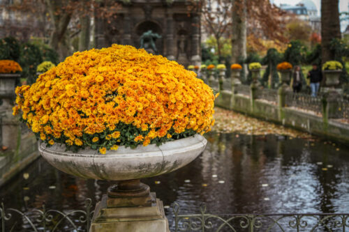 Jardin du Luxembourg flower arrangement