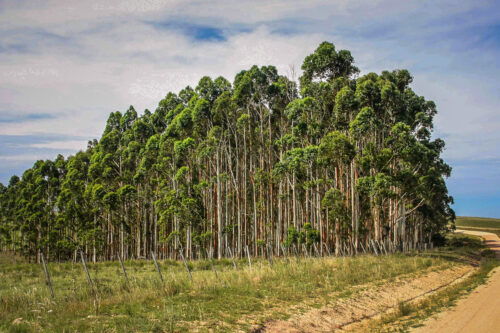 trees near Garzon