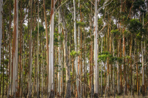 Trees in Uruguay