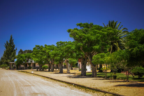 trees on road Pueblo Garzón