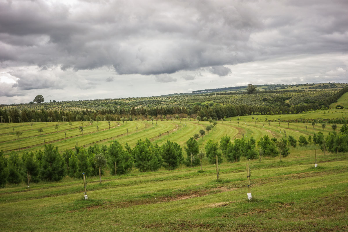 Bodega Garzón vineyard