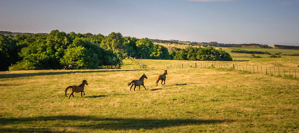 horse running outside of Garzon