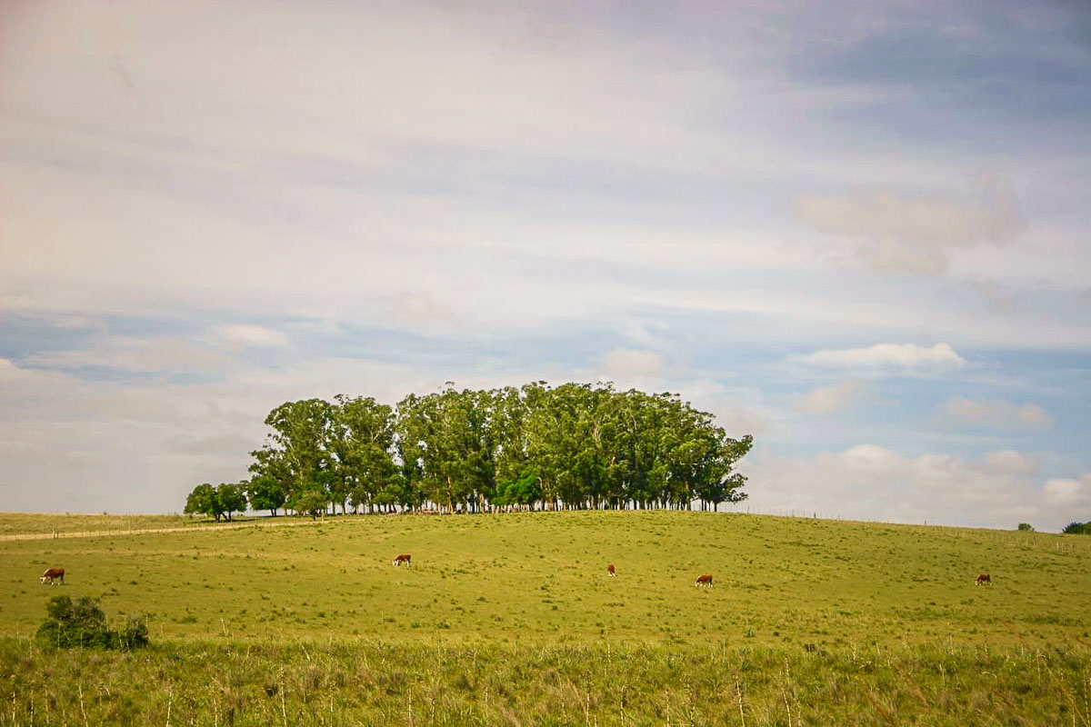 trees in field near Garzon Uruguay