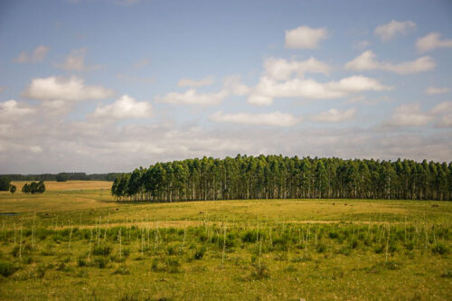 trees near Garzon Uruguay