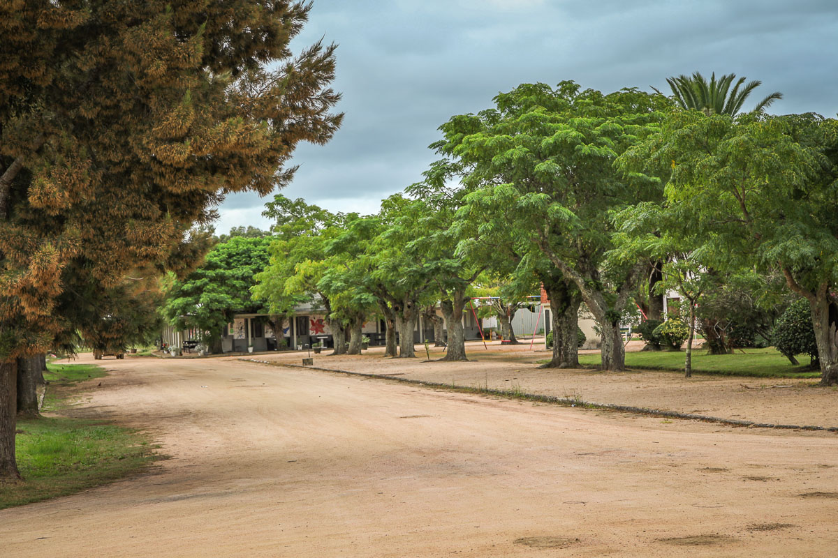 trees on road Pueblo Garzón