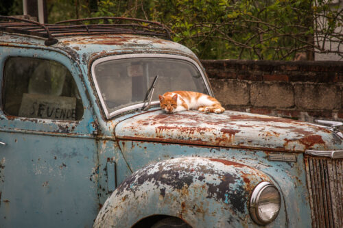 cat on car Pueblo Garzón