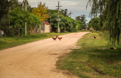 chickens on road Pueblo Garzón