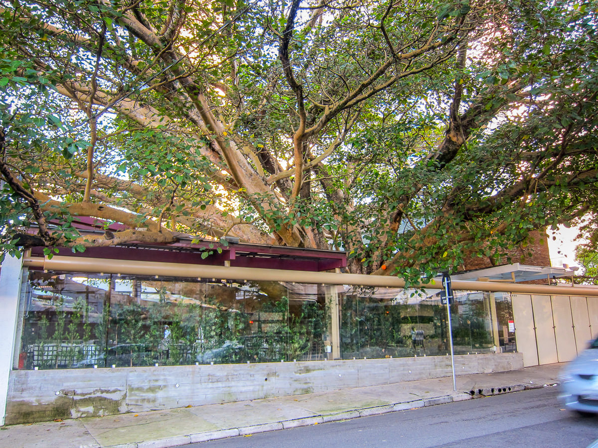 Figueira Rubaiyat exterior tree