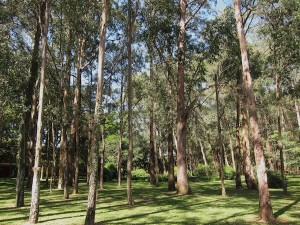 Parque Ibirapuera trees