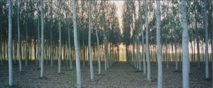 Villa Cerretello trees