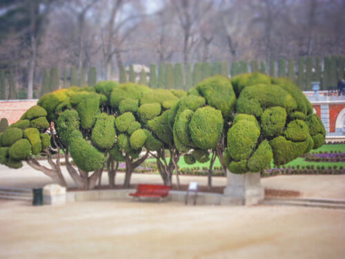 Parque del Buen Retiro sculpted trees