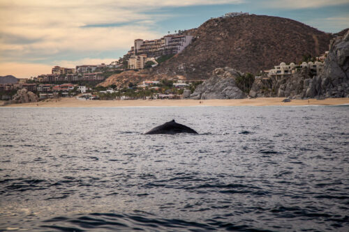 Dolphins Los Cabos