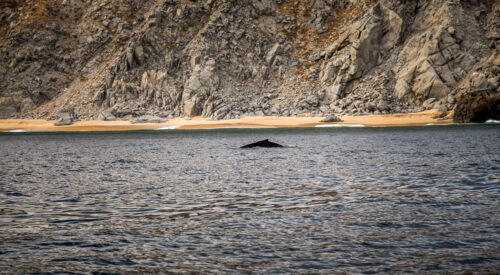 Dolphins Los Cabos