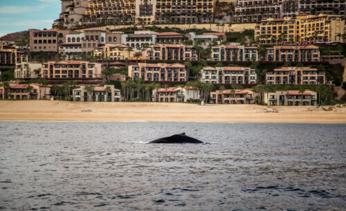 dolphin sighting Cabo San Lucas