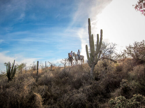 Cabo San Lucas horseback riding desert