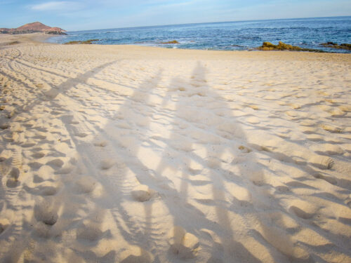 horseback riding on beach los cabos