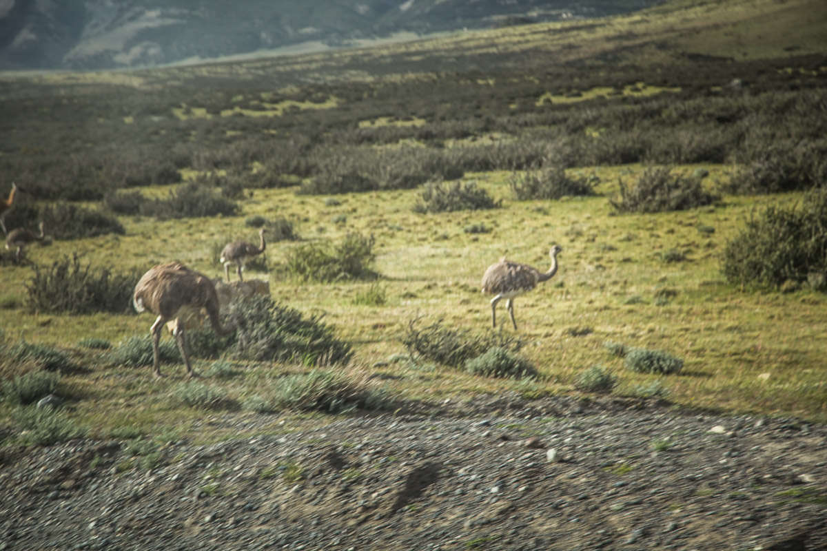 view of rheas from Tierra Patagonia