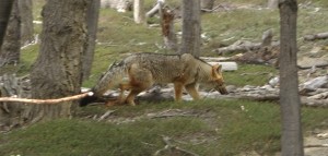 Torres del Paine National Park fox