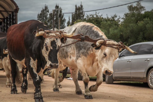 Garzón gaucho parade steers