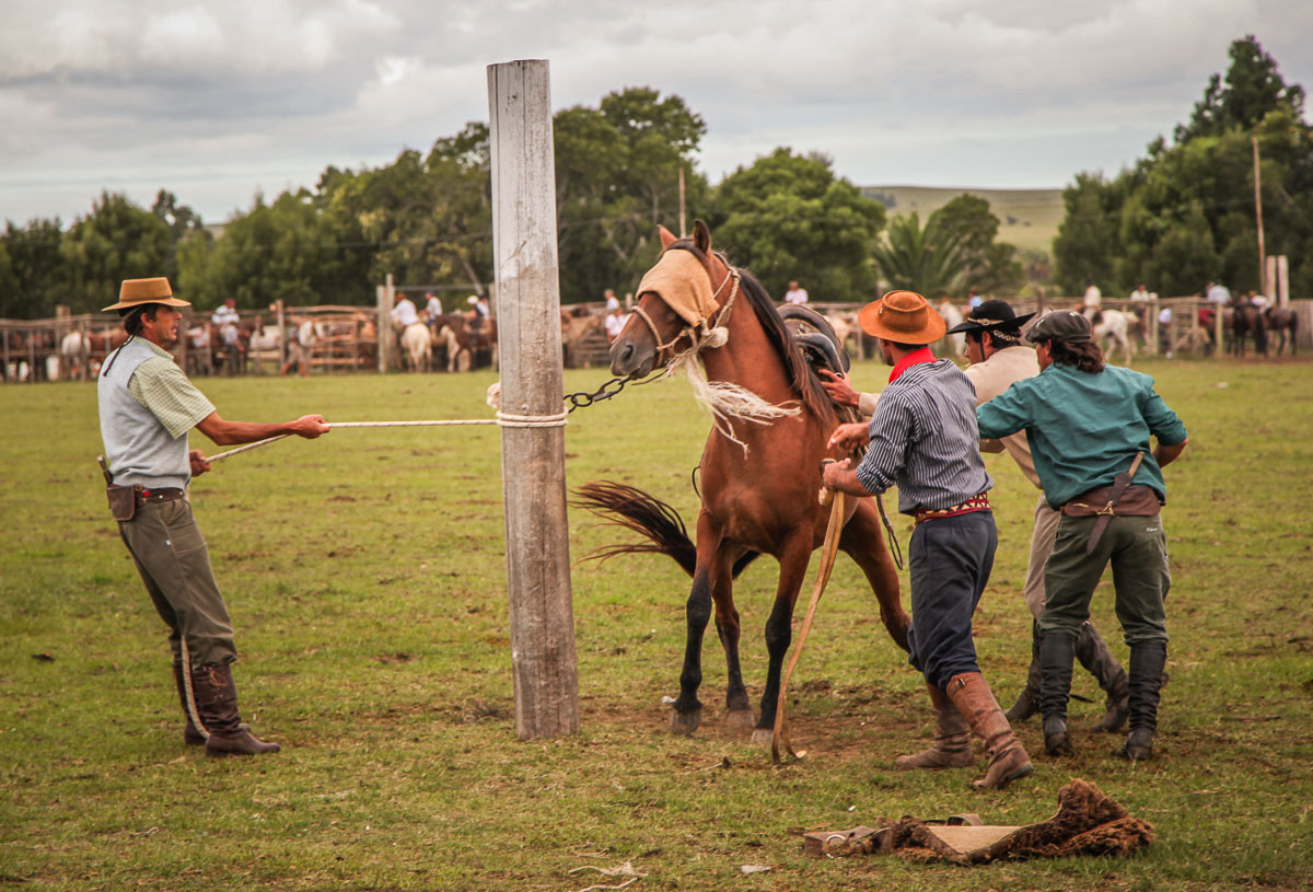 Carnival festa Garzón tying up horse