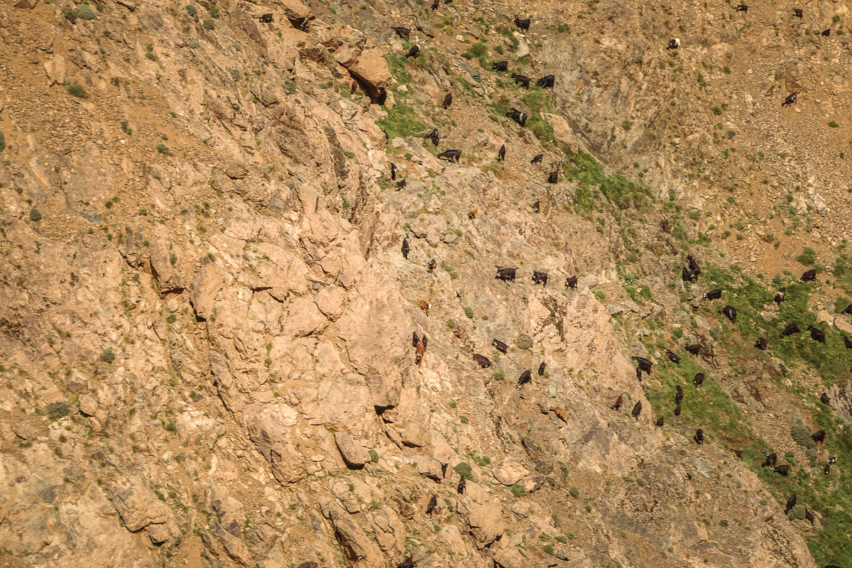 goats on canyon wall hiking atlas mountains