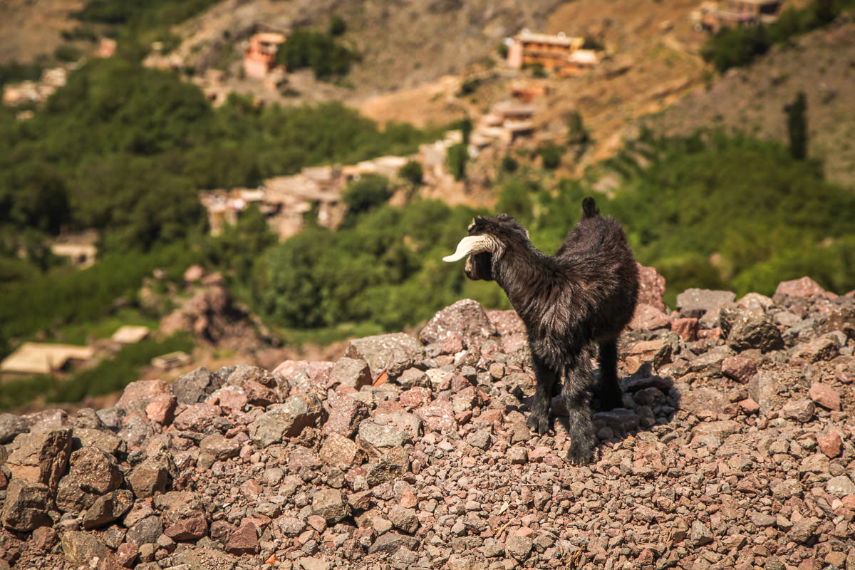 goat on trail near Armed