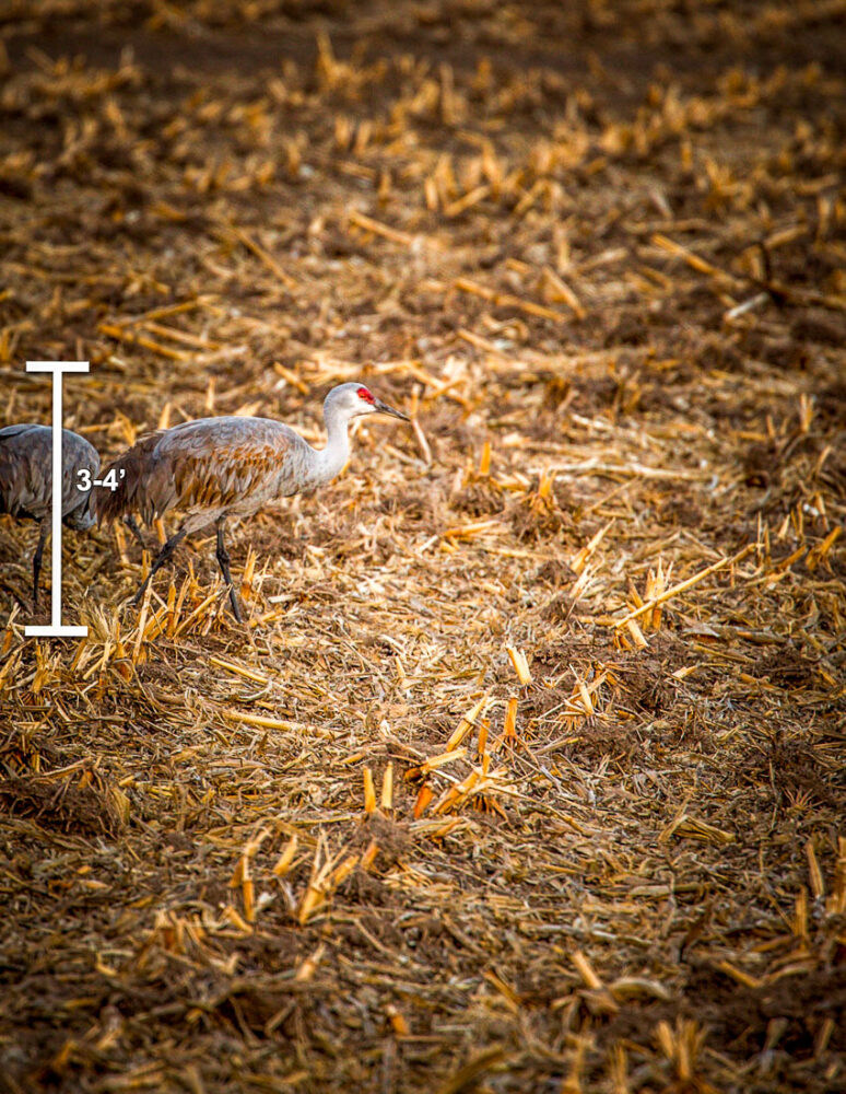 Sandhill Cranes dimensions