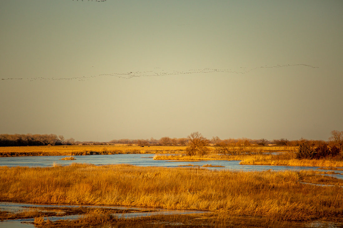 Sandhill Cranes Kearney Nebraska sunset