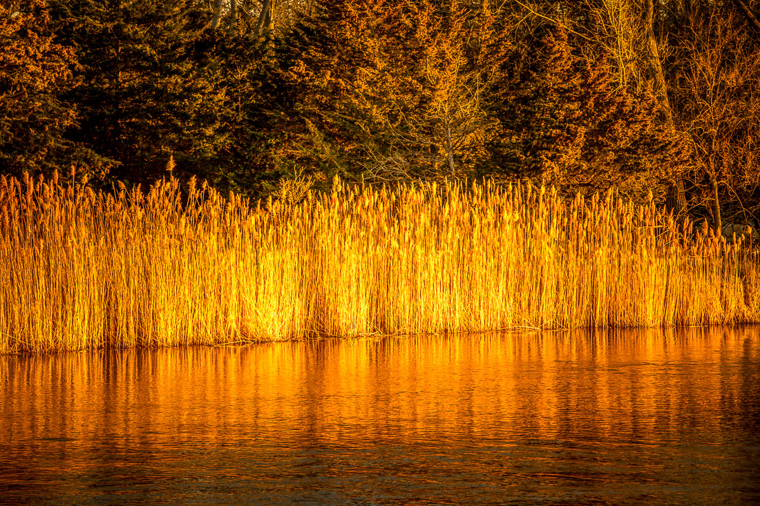 Sandhill Cranes Kearney Nebraska reeds on river