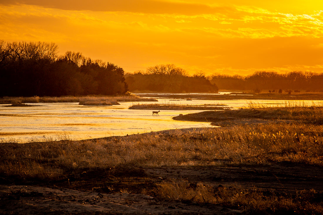 Sandhill Cranes Kearney Nebraska Platte River sunset