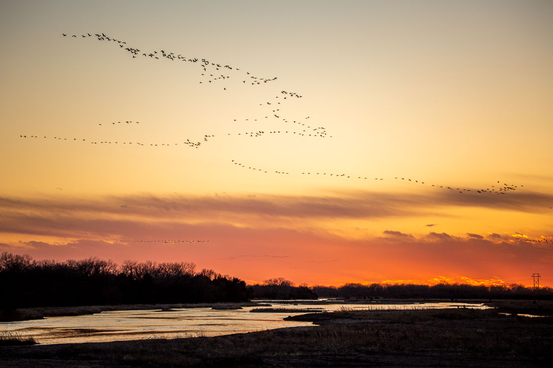 Sandhill Cranes Kearney Nebraska birds arriving