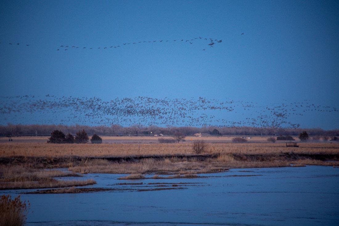 Sandhill Cranes Kearney Nebraska dusk landing