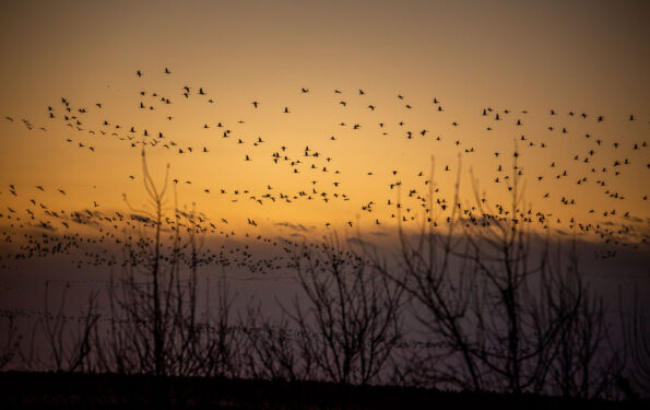 Great migration of Sandhill Cranes Kearney Nebraska