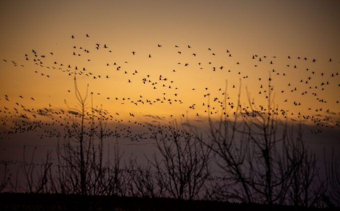 Great migration of Sandhill Cranes Kearney Nebraska