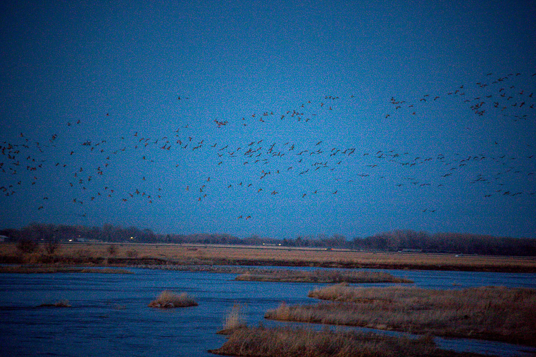 Sandhill Cranes Kearney Nebraska dusk landing