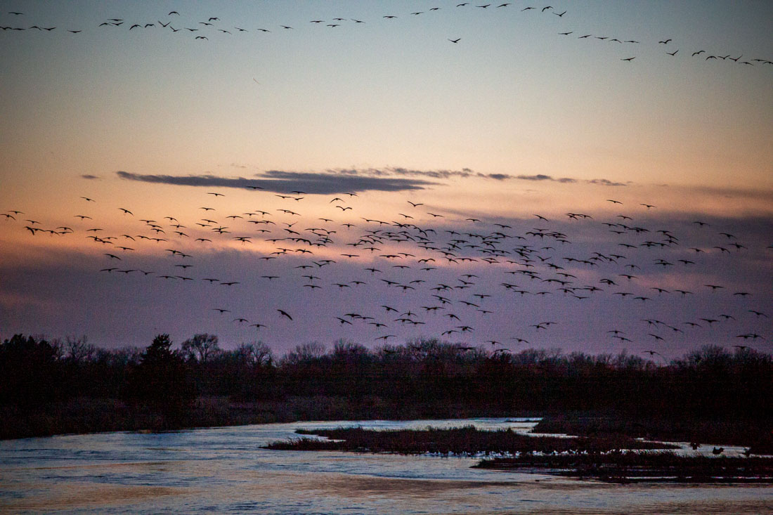 Sandhill Cranes Kearney Nebraska sunset arrival