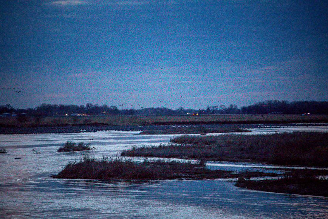 Dawn Sandhill Cranes Kearney Nebraska