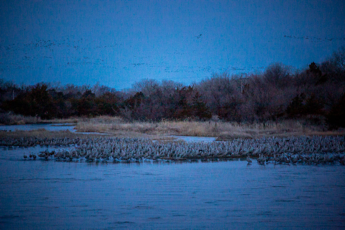 resting Sandhill Cranes Kearney Nebraska