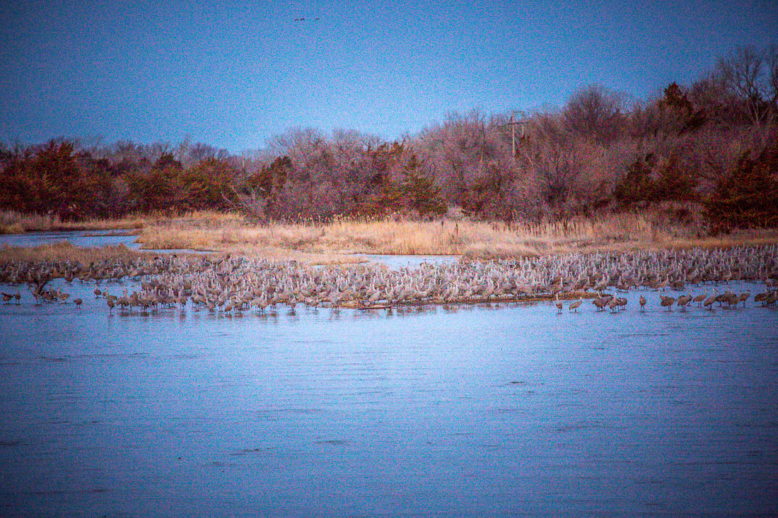 flock at first light Sandhill Cranes Kearney Nebraska