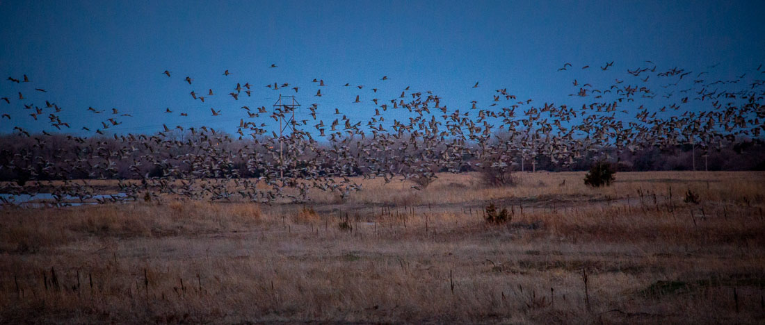 flock of Sandhill Cranes Kearney Nebraska