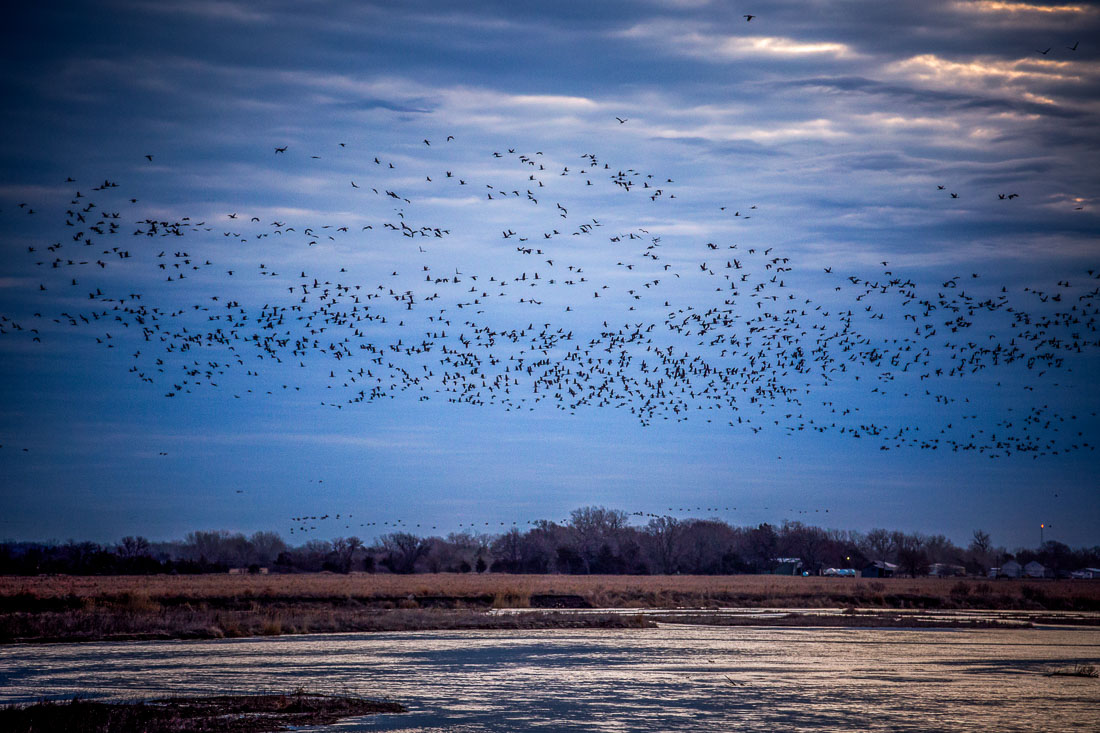 Sandhill Cranes Kearney Nebraska sunrise takeoff